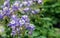 Purple and white blooming Columbine plants in spring