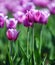 Purple with white border tulips