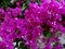 Purple and white bougainvillea