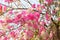 Purple White Bougainvillea Flower