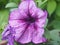 Purple and white buds of Petunia flowers. Floriculture. Gardening