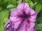 Purple and white buds of Petunia flowers. Floriculture. Gardening