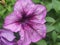 Purple and white buds of Petunia flowers. Floriculture. Gardening
