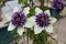 Purple and White Clematis flowers with greenery behind