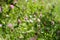 Purple and white clover flowers for melliferous wild flora, Europe