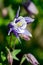 Purple and white columbine