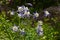 Purple and White Columbines