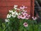 Purple and white Coneflowers