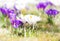 Purple and white corcus flowers in the grass