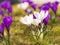 Purple and white corcus flowers in the grass