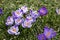 Purple and White Crocus