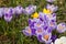 Purple and White Crocus