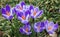 Purple and White Crocus