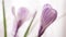 Purple white crocus flowers closeup closed buds