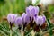 Purple and white crocuses