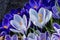 Purple White Crocuses Blossom Blooming Macro Washington