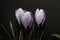 Purple and white crocuses. Bright primroses. The first messengers of spring. Small flowers