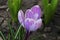 Purple and white crocuses. Bright primroses. The first messengers of spring. Small flowers