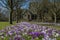 Purple and white Crocuses and a church.