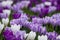 Purple and white crocuses in the grass. Photographed in spring at the RHS Wisley garden, near Woking in Surrey UK.