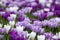 Purple and white crocuses in the grass. Photographed in spring at the RHS Wisley garden, near Woking in Surrey UK.