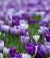 Purple and white crocuses in the grass. Photographed in spring at the RHS Wisley garden, near Woking in Surrey UK.