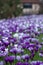 Purple and white crocuses in the grass. Photographed in spring at the RHS Wisley garden, near Woking in Surrey UK.