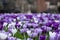 Purple and white crocuses in the grass. Photographed in spring at the RHS Wisley garden, near Woking in Surrey UK.