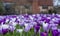 Purple and white crocuses in the grass. Photographed in spring at the RHS Wisley garden, near Woking in Surrey UK.