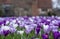 Purple and white crocuses in the grass. Photographed in spring at the RHS Wisley garden, near Woking in Surrey UK.