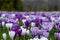 Purple and white crocuses in the grass. Photographed in spring at the RHS Wisley garden, near Woking in Surrey UK.