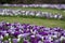 Purple and white crocuses in the grass. Photographed in spring at the RHS Wisley garden, near Woking in Surrey UK.