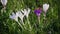 Purple and white crocuses on green grass