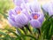 Purple and white crocuses under early spring sunlight