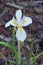 Purple and white Dietes grandiflora flower