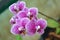 Purple and white Doritaenopsis orchid.