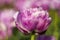 Purple and White Double Tulip Flower with blurred purple, white, and green background horizontal