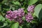 Purple and white edged lilac tree flowers