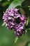 Purple and white edged lilac tree flowers