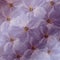 Purple-white floral background. White large flowers Cherry. floral collage. Flower composition.