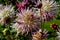 Purple and white flower of the dahlia named Jennie, Asteraceae, in late summer and autumn