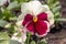 Purple and white flower of pansy Viola close up growing in a flower bed close up