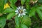 Purple and white flower on a passion fruit vine called Passiflora edulis