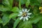 Purple and white flower on a passion fruit vine called Passiflora edulis