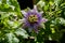 Purple and white flower on a passion fruit vine called Passiflora edulis