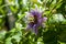 Purple and white flower on a passion fruit vine called Passiflora edulis