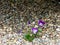 Purple-white flowering pansies in pebble bed