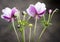 Purple and white flowers with buds