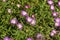 Purple and white flowers of a `fig fusion` ice-plant delosperma