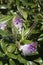 Purple and white flowers of a hebe shrub